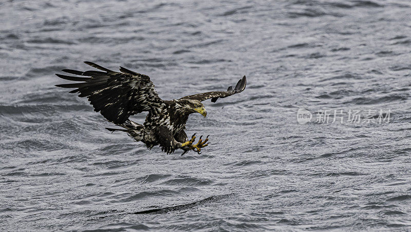 白头鹰(Haliaeetus leucocephalus)是一种发现于北美的猛禽。位于查塔姆海峡巴拉诺夫岛卡斯尼库湾的隐藏瀑布。阿拉斯加。一只飞翔和钓鱼的少年。